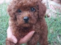 Çok Tatlı Teacup Dişi Poodle