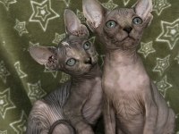 Naked Beauty Sphynx Cattery Sfenks Kedisi