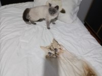 2 yaşında british shorthair