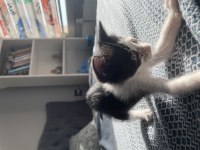 Acil 1 buçuk aylık kedimiz
