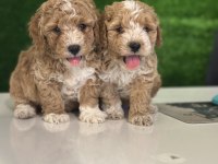 Üst kalite maltipoo