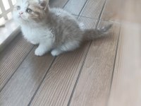 British Shorthair Ve British Longhair Yavrular