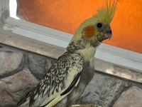 Pied Yavru Sultan Papağanı