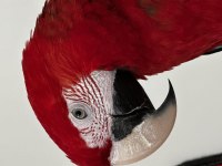 Kırmızı yeşil kanat macaw