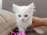 Scottish fold ve straight longhair yavrular