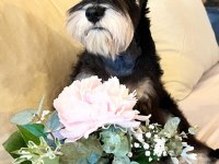 FCI Pedigreeli Miniature Schnauzer yavrusu