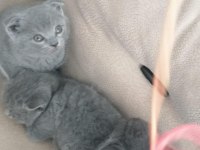 Orjinal Scottish Fold ve British Shorthair 4 Yavru
