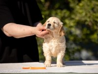 Golden Retriever Adrese Teslim Hizmetimiz Vardır