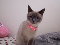 1 yaşında british shorthair kedimiz