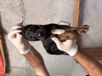 Anne altından doberman yavruları