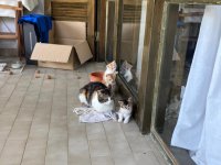 Balıkesir Burhaniye Acil Yavru Kedimi Sahiplendirme