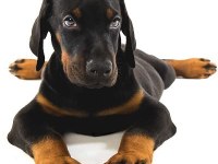 Orjinal Kan Hattı Şampiyon Soy Doberman