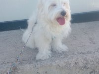 Eğitimli akıllı evcil köpeğimiz