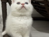 RED POINT VE BLUE POINT BRITISH SHORTHAIR YAVRULAR