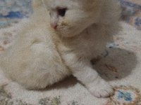 Scottish fold kedisi