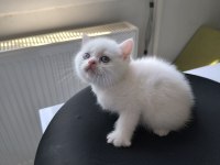 Kedimize çok uyguna vereceğim
