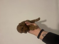 Efsaneler geldi poodle