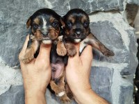 Sevimli Yorkie yavrumuz mutluluk getirmeye hazır!