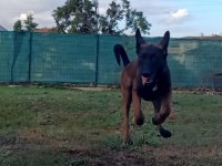 FCI KIF ŞECERELI 4.5 AYLIK UST DUZEY MALINOIS DISI YAVRUM
