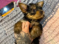 18 ekim doğumlu teacup Yorkshire terrier