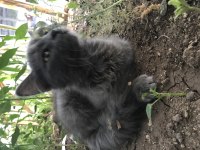 3 AYLIK YAVRU KEDİYE KALICI YUVA ARAYIŞIMIZ VARDIR