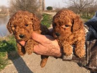 TATLI TOY POODLE YAVRULARI