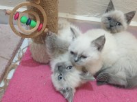 British shorthair Blue Point Yavrular