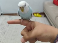 Eş Muhabbet Kuşu