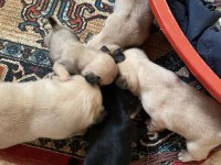 A kalite pug yavrularımız görülmeye değer