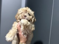 Maltipoo bebek yavrular