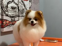 Pomeranian boo