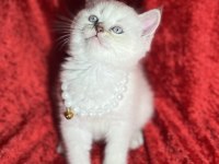 Uysal British Shorthair Bebekler