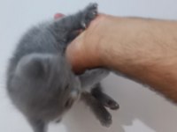 Yavru iki ayliga yakın mama yiyorlar tuvalet eğitimi