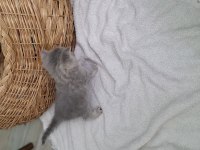 British shorthair 1 aylık