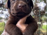 Harika Güzellikte Labrador Yavrular