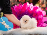 Boo Pomeranian Teddy Bear Ayıcıklarımız