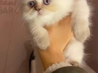 Bembeyaz mavi gözlü british longhair