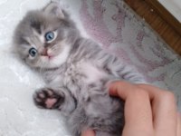 Sahiplendirme scottish fold