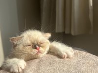 Scottish fold Yavrumuz