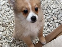 Pomeranian Yavrular