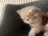 British longhair yavru kedimiz