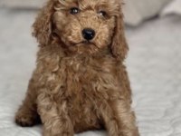 Toy Poodle Köpeğimiz