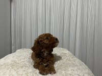 MÜKEMMEL TOY POODLE YAVRULAR YENİ AİLESİNİ ARIYOR