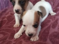 Jack Russell Bebişler