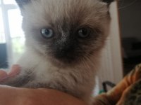 Tek kardeş olan british shorthair kızımız cocoy