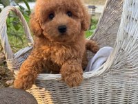 Maltipoo  Yavrularımız 