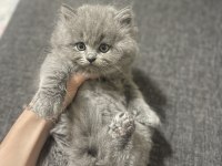 Safkan British Longhair Yavrumuza Sevgi Dolu Yeni Yuva