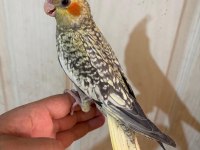 50 günlük kusursuz pearl sultan papağanı bebek