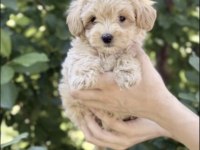 Toy Poodle Yavrumuz