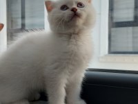 Scottish Fold kızım yeni yuvasını bekliyor